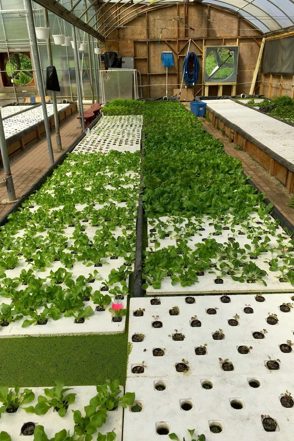 How Does the Introduction of Aquaponics in Urban Areas Enhance Food Security and Diet Quality?