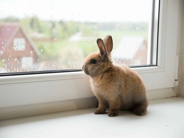 What's the Best Approach to Socialize a Fearful Rabbit with Other Household Pets?