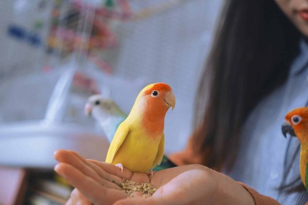 How to Choose the Correct UV Lighting for a Parrot's Indoor Habitat?